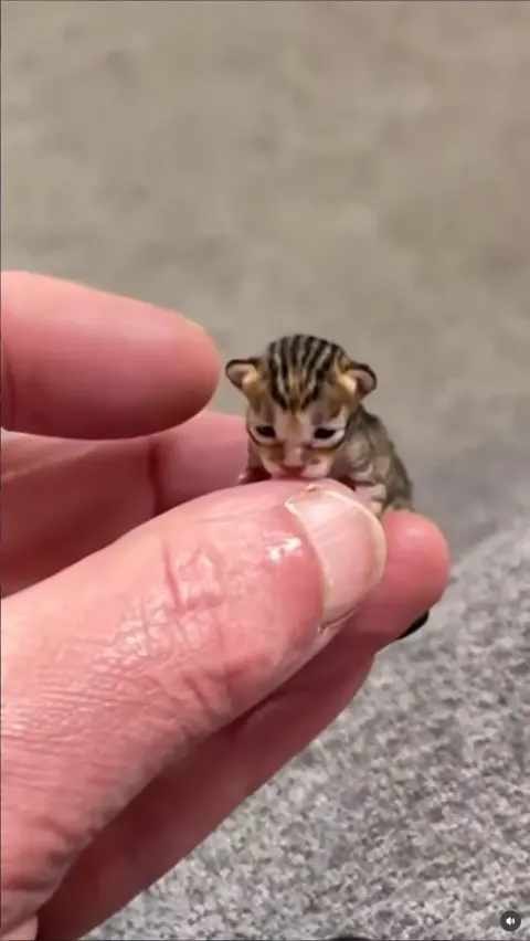 Finished Impossible Tiny Kittens